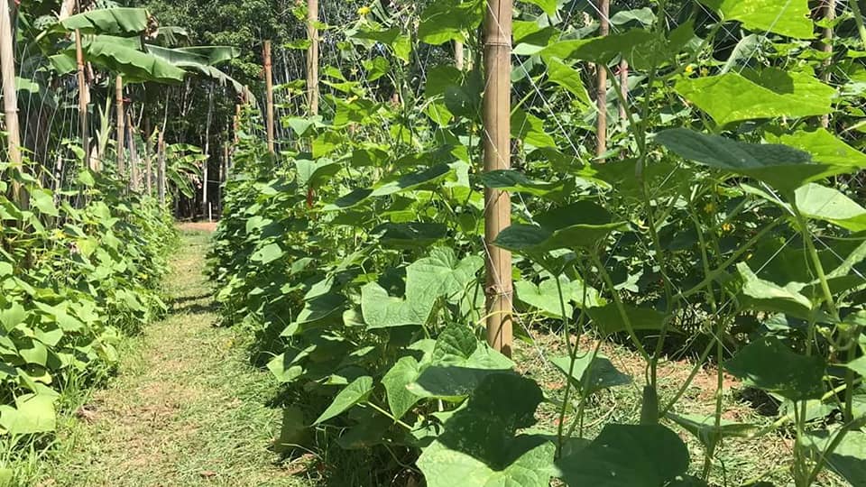 ผู้ว่าราชการจังหวัดสุราษฎร์ธานี เยี่ยมหมู่บ้านเศรษฐกิจพอเพียงบ้านหนองผักหนาม