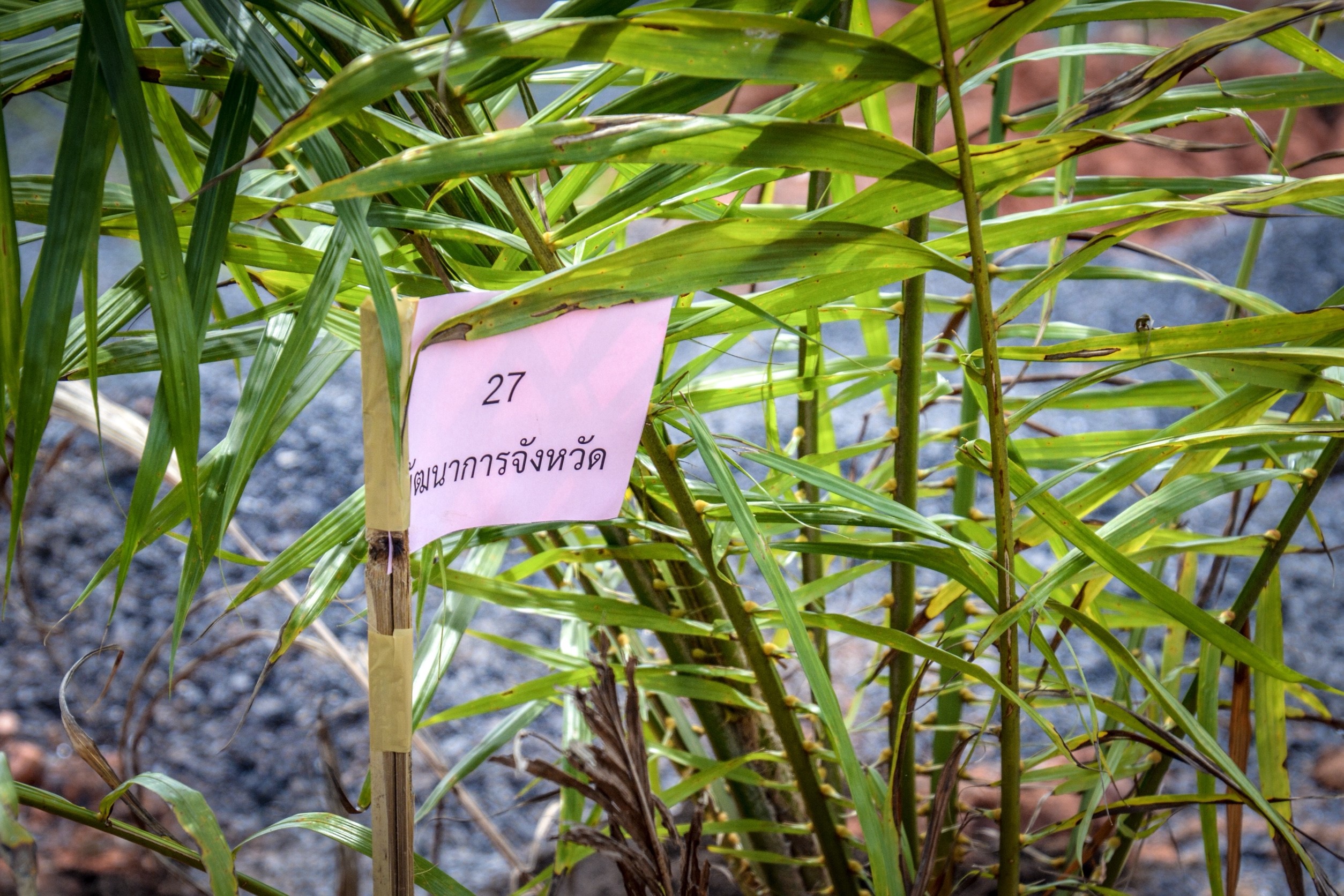 โครงการ พช.ร่วมใจปลูกต้นไม้ให้งอกงาม