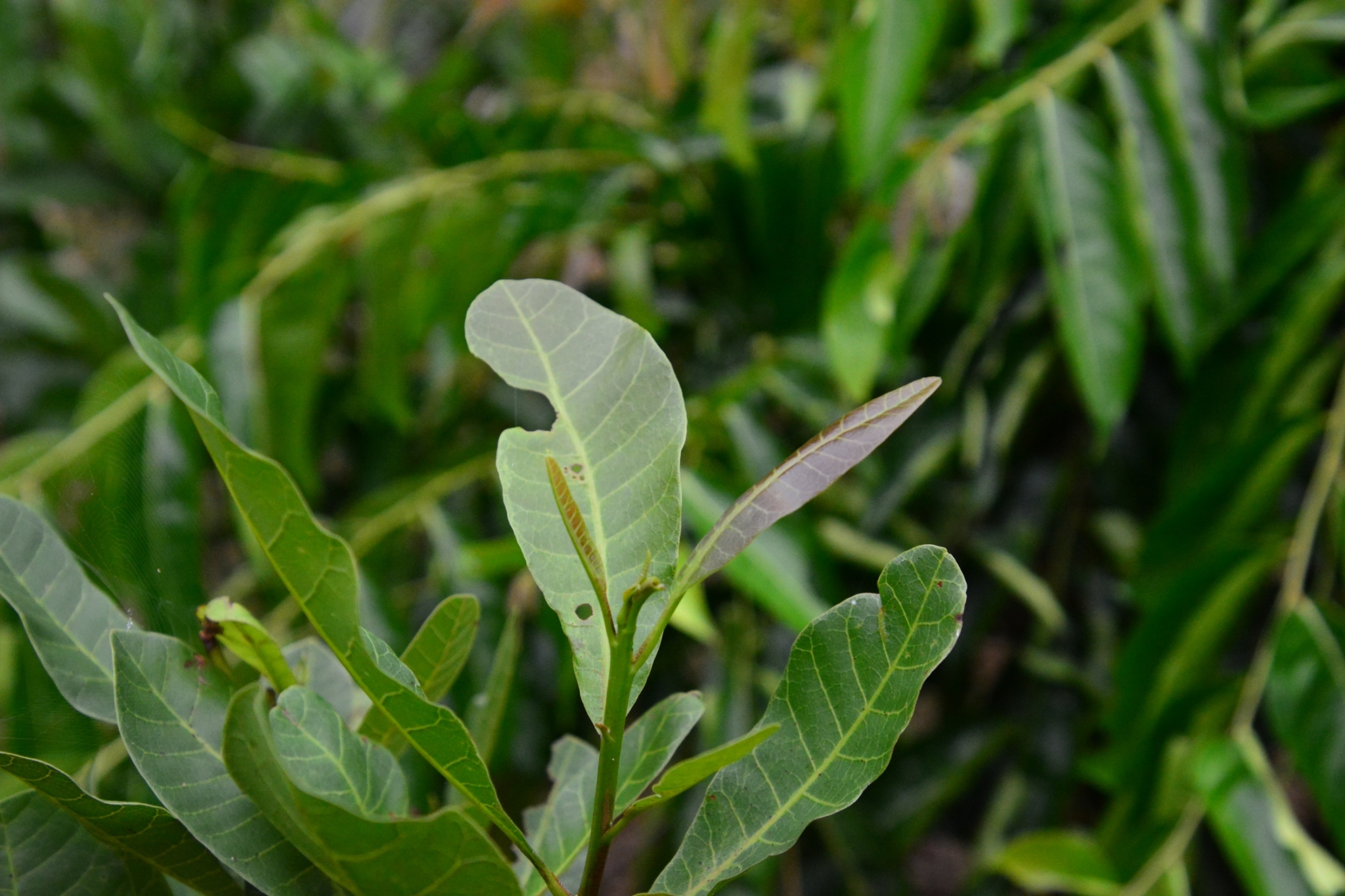 การคัดสรรกิจกรรมพัฒนาชุมชนดีเด่น ประจำปี 2562