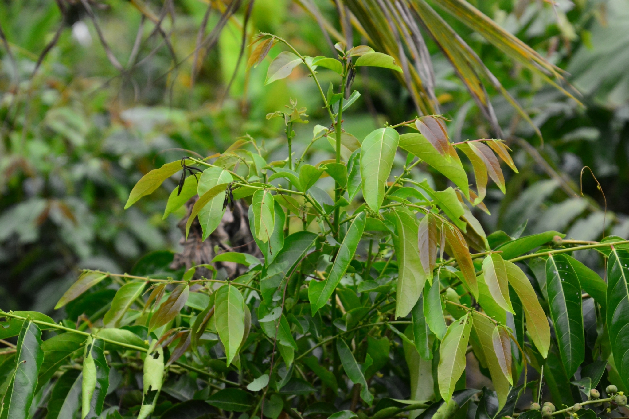 การคัดสรรกิจกรรมพัฒนาชุมชนดีเด่น ประจำปี 2562