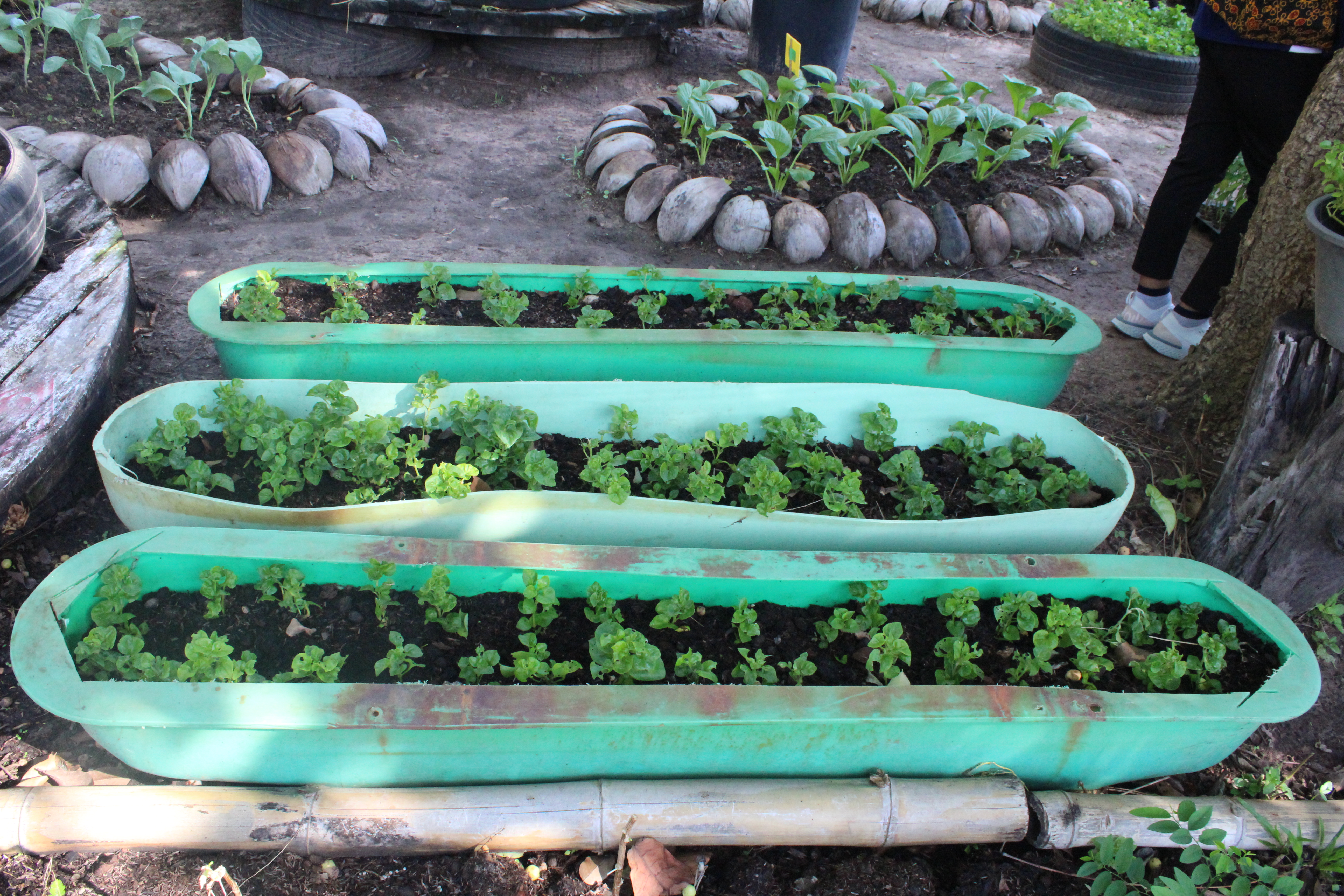 เปิดปฏิบัติการ QUICK WIN 90 วัน “ปลูกผักสวนครัว” เพื่อสร้างความมั่นคงทางอาหาร ต้านภัยวิกฤต ต่อสู้ COVID 19 ด้วยการร่วมกันปลูกผักสวนครัว