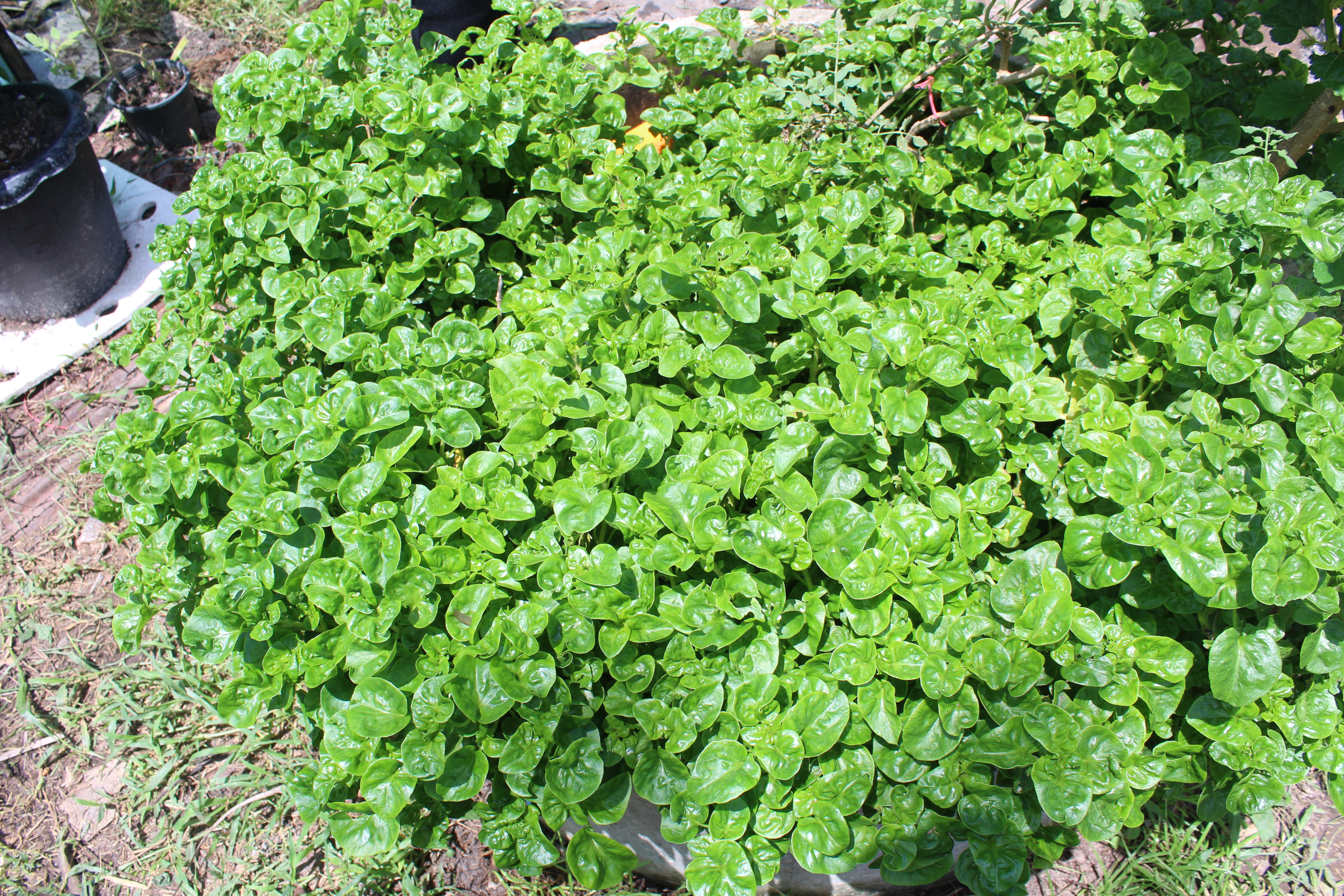 เตรียมพร้อม (D-DAY)  แบบเข้าถึงทุกครัวเรือน