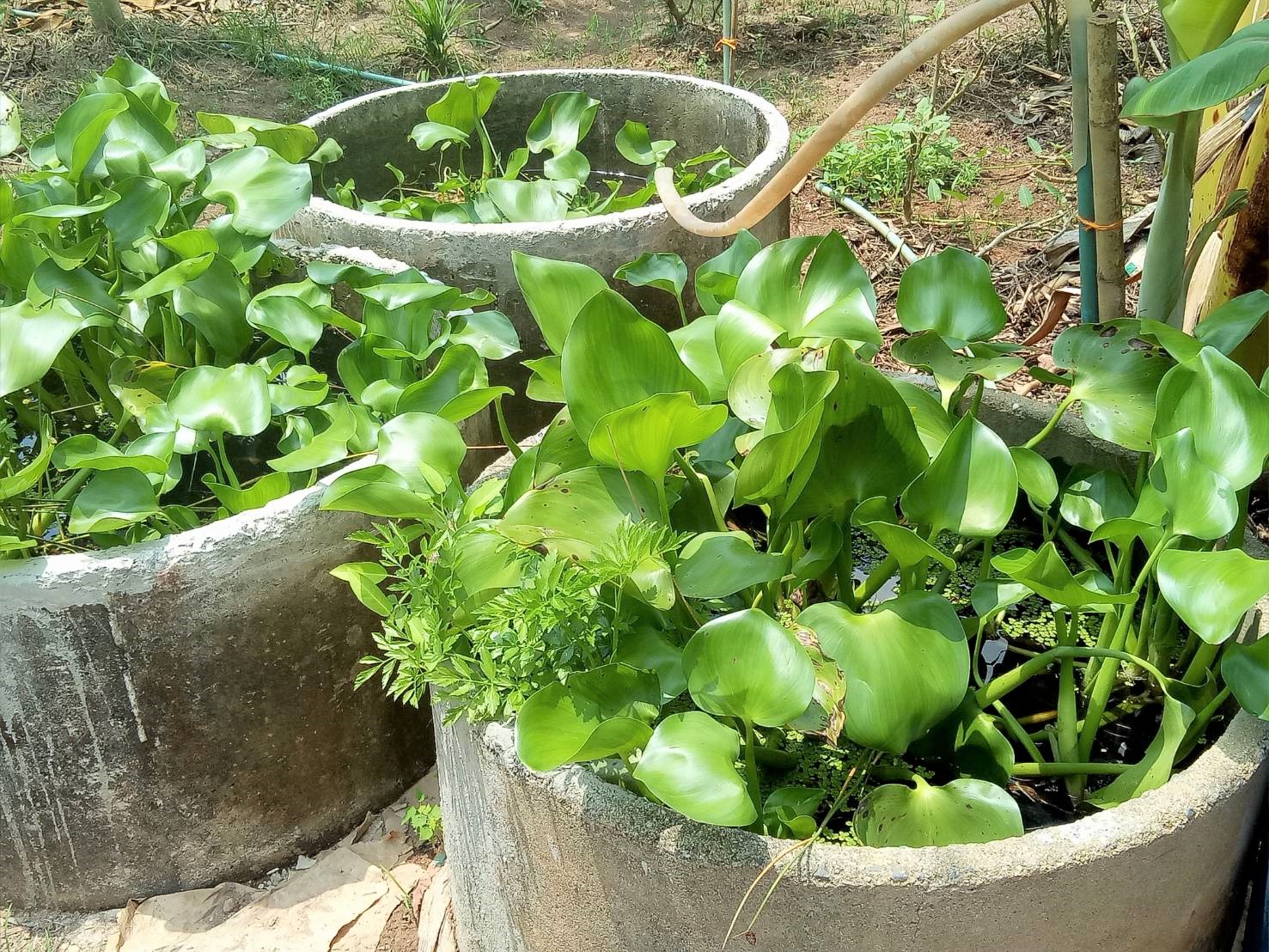 บ้านนี้มีรัก ปลูกผักกินเอง