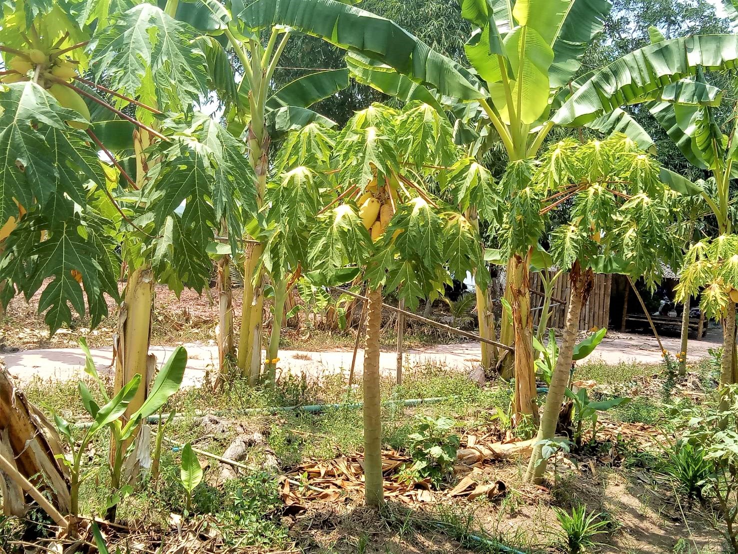 บ้านนี้มีรัก ปลูกผักกินเอง