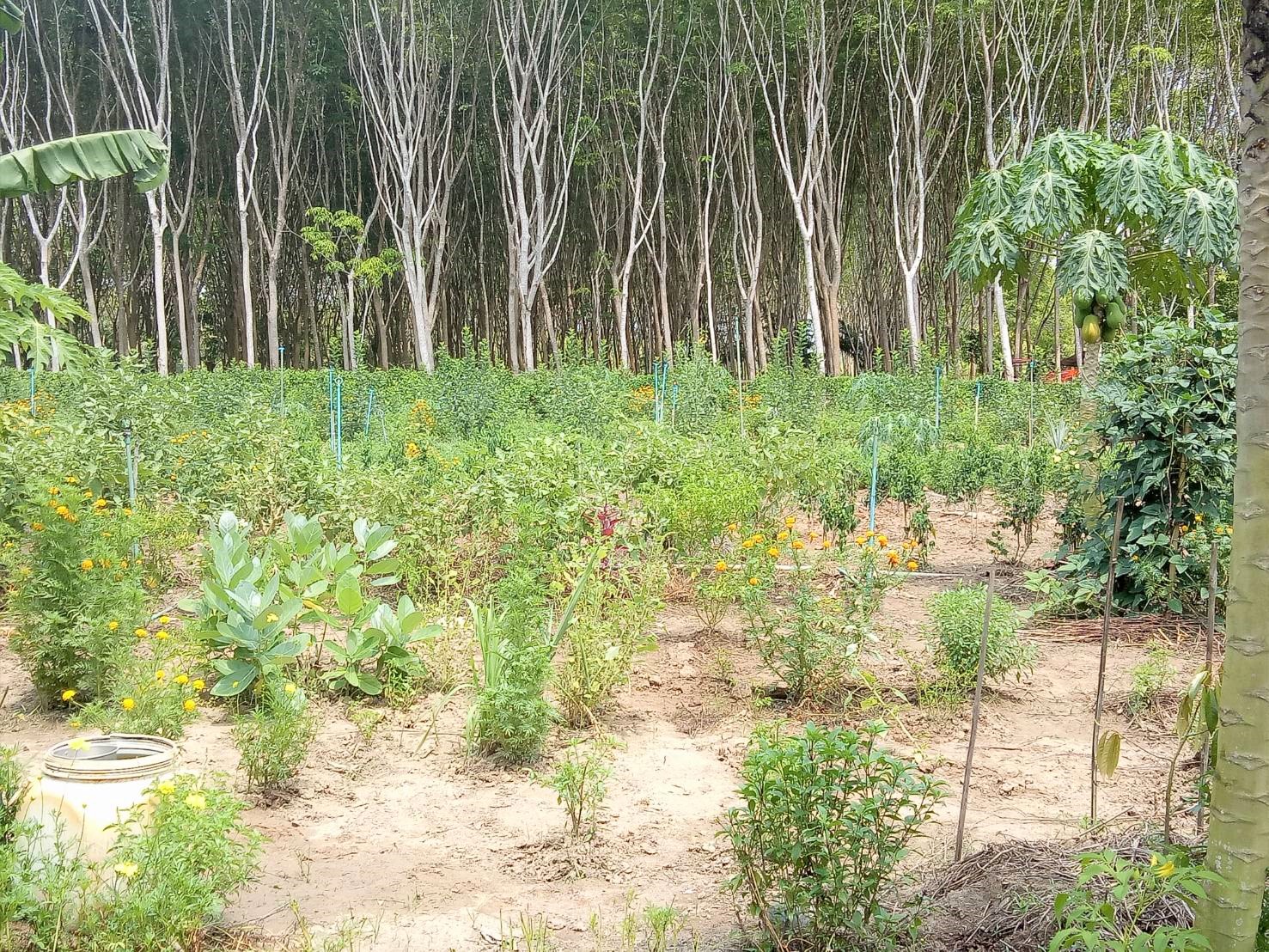 บ้านนี้มีรัก ปลูกผักกินเอง