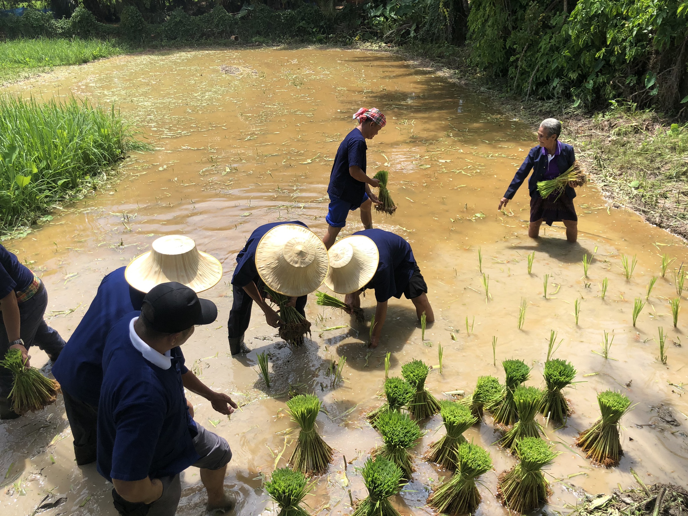พัฒนาการจังหวัดสุราษฎร์ธานี ร่วมเป็นเกียรติงานแถลงข่าว