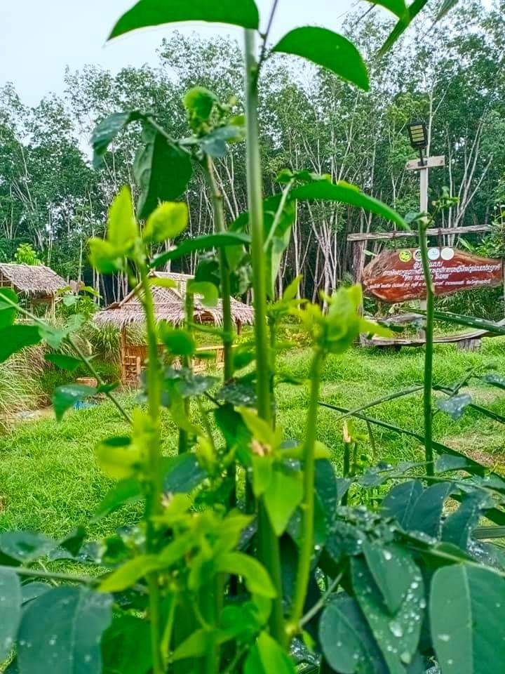 ผู้นำการเปลี่ยนแปลง Change for good กรมการพัฒนาชุมชน ร่วมจัดเลี้ยงผู้ติดเชื้อ โควิด-19 ในพื้นที่