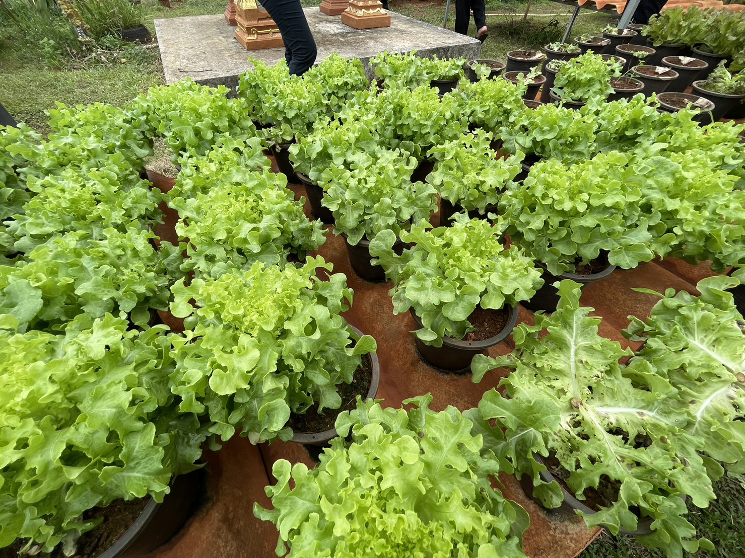 “ตรวจแล้ว ตรวจอยู่ ตรวจต่อ” พช.สุราษฎร์ ไปต่อไม่รอแล้ว