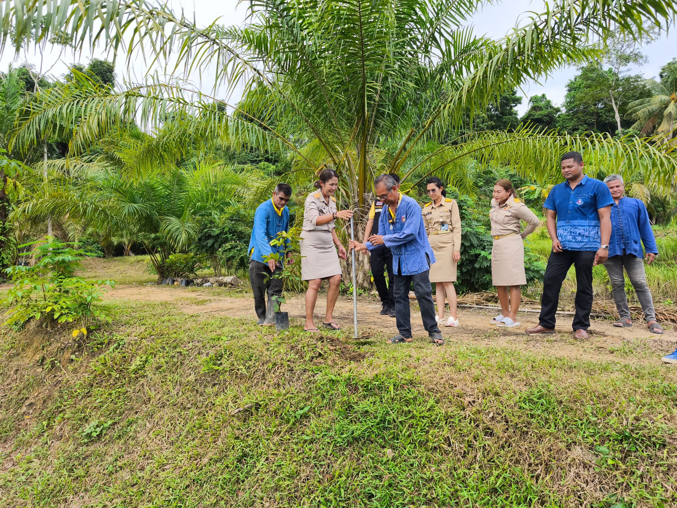 📣พช.สุราษฎร์ธานี ร่วมกิจกรรม “เอามื้อสามัคคี เครือข่าย โคก หนอง นา อำเภอพุนพิน”