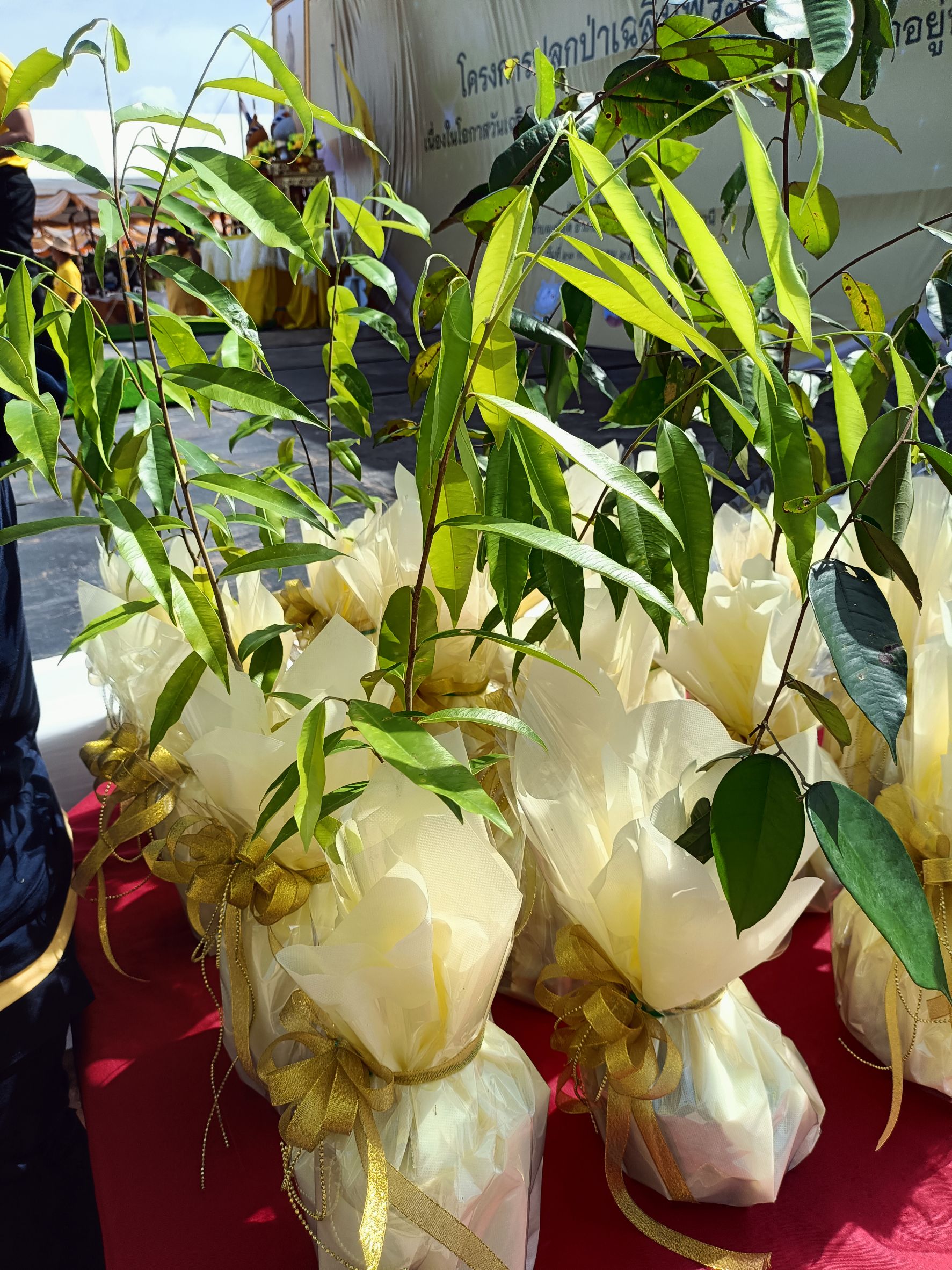 📣พช.สุราษฎร์ธานี ร่วมกิจกรรมปลูกต้นไม้ ภายใต้ “โครงการปลูกป่าเฉลิมพระเกียรติ เนื่องในโอกาสวันเฉลิมพระชนมพรรษา พระบาทสมเด็จพระเจ้าอยู่หัว 28 กรกฎาคม 2568