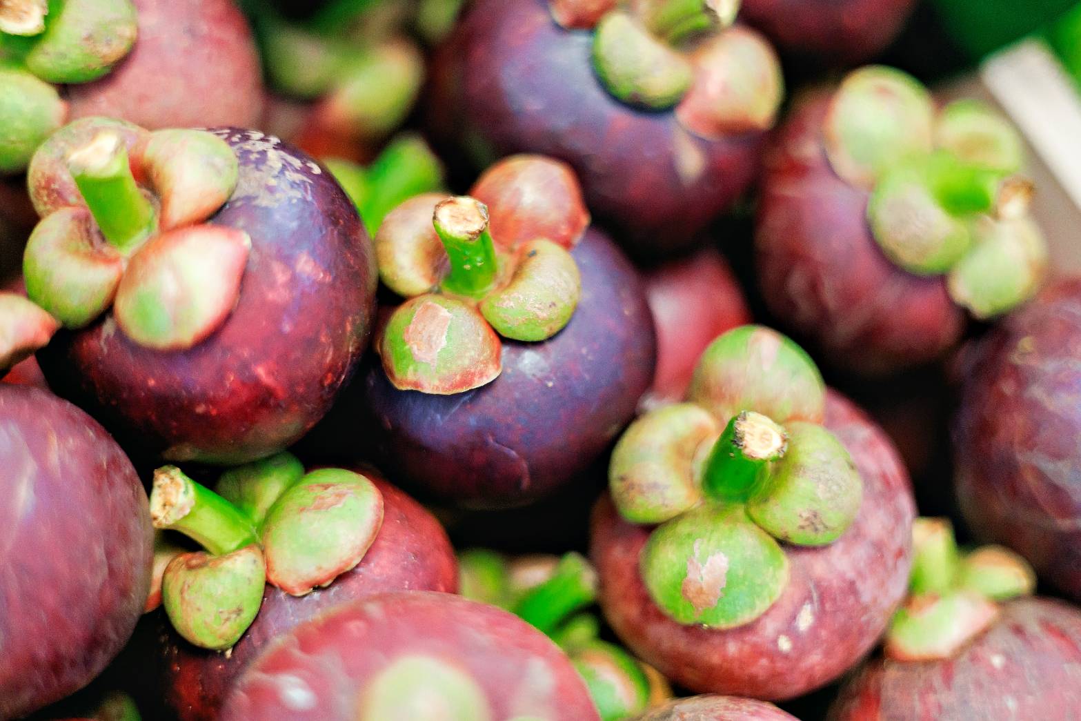 พช.สุราษฎร์ธานี ร่วมงานแถลงข่าว งานเกษตรเมืองคนดี วิถีเกษตรยั่งยืน