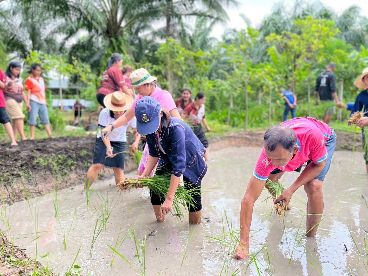 พันธุ์ข้าวพื้นถิ่น “หอมไชยา” ขยายผลสู่ โคก หนองนา