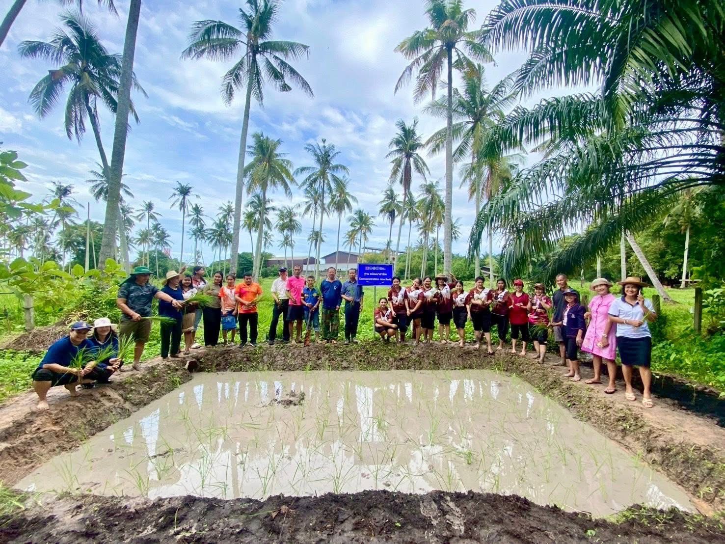 พันธุ์ข้าวพื้นถิ่น “หอมไชยา” ขยายผลสู่ โคก หนองนา