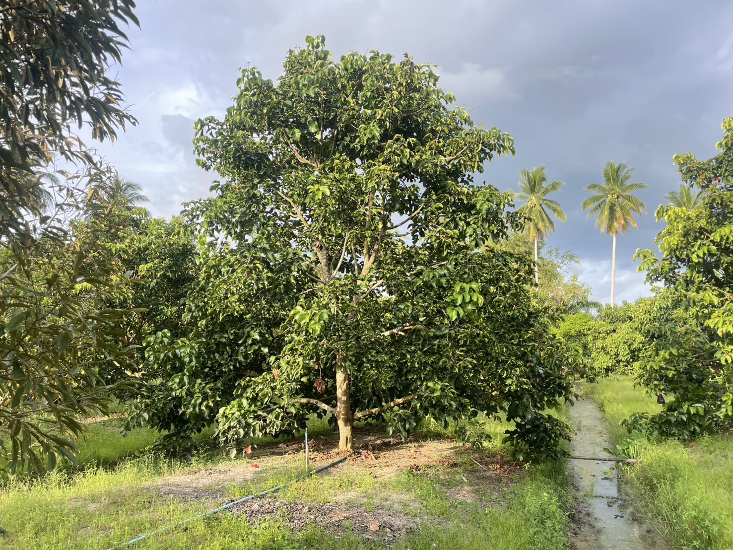 เที่ยว กิน ฟินกระท้อน บนถนนของหรอย!” พจ.สุราษฎร์ คอนเฟิร์ม